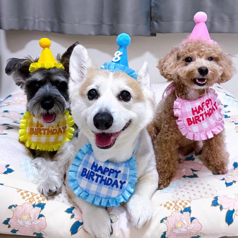 Chapeau de fête pour chat, écharpe pour chat, chapeau d'anniversaire pour chat