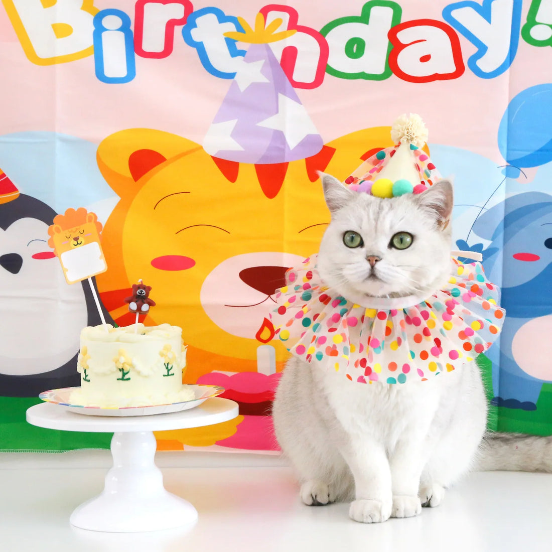 Chapeau et collier d'anniversaire pour chat, chapeau de fête coloré pour chat et chien, costume d'anniversaire